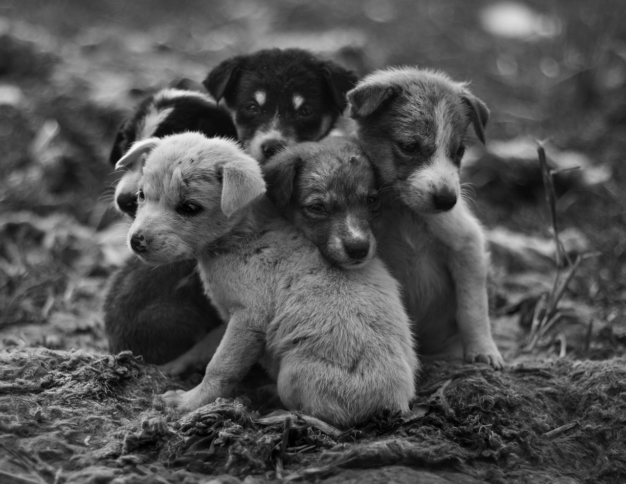 Rescued stray puppies huddled together, waiting for care